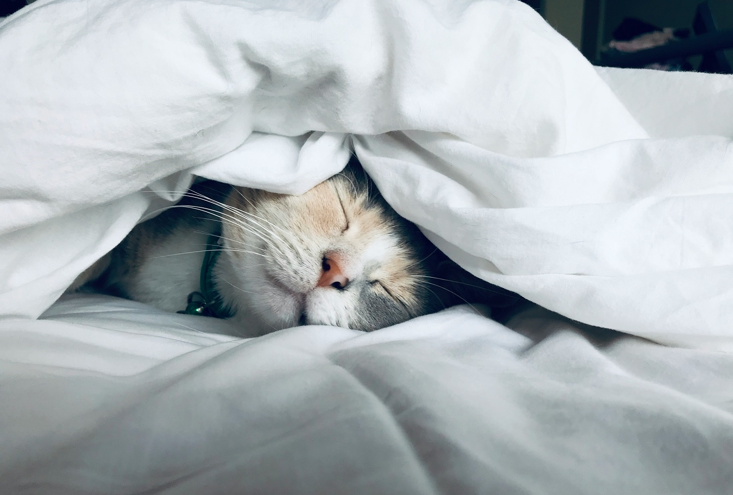 En kat, der hverken mangler søvn eller vågner utilsigtet om natten.